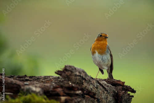 European robin (Erithacus rubecula). photo