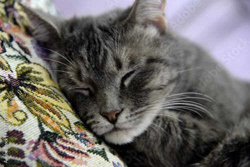 My cat