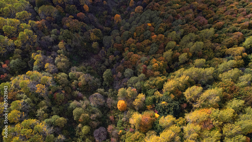 Top aerial view of autumn forest in mountains