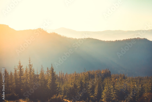 Mountain range and pine tree forest under sunset soft light. Morning sunrise fog in alpine highlands. Golden hours, bright warm colors. Wild nature beautiful landscape background. Travel, hiking