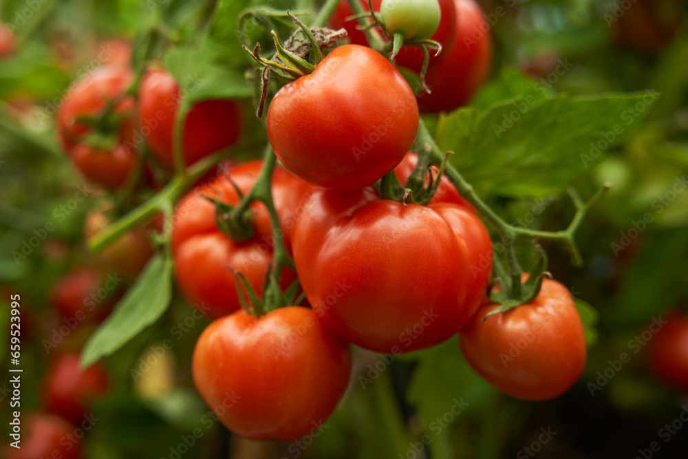 Red tomatoes on a branch in a greenhouse. Farm for growing vegetables.