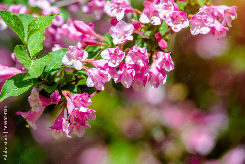 pink weigela blooms in the Botanical garden
pink weigela blooms in the Botanical garden