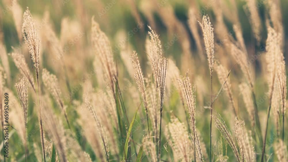 Japanese pampas grass swaying in wind, Autumn or fall Japanese pampas grass swaying in wind, Autumn or fall
