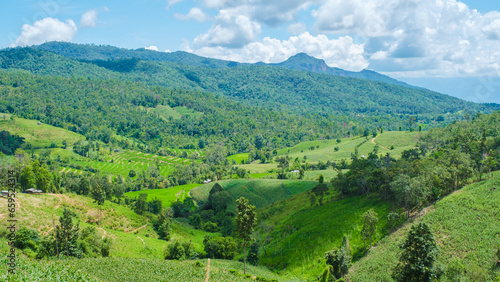 Terraced Rice paddy Field in Chiangmai during the green rain season  Thailand. Royal Project Khun Pae Northern Thailand