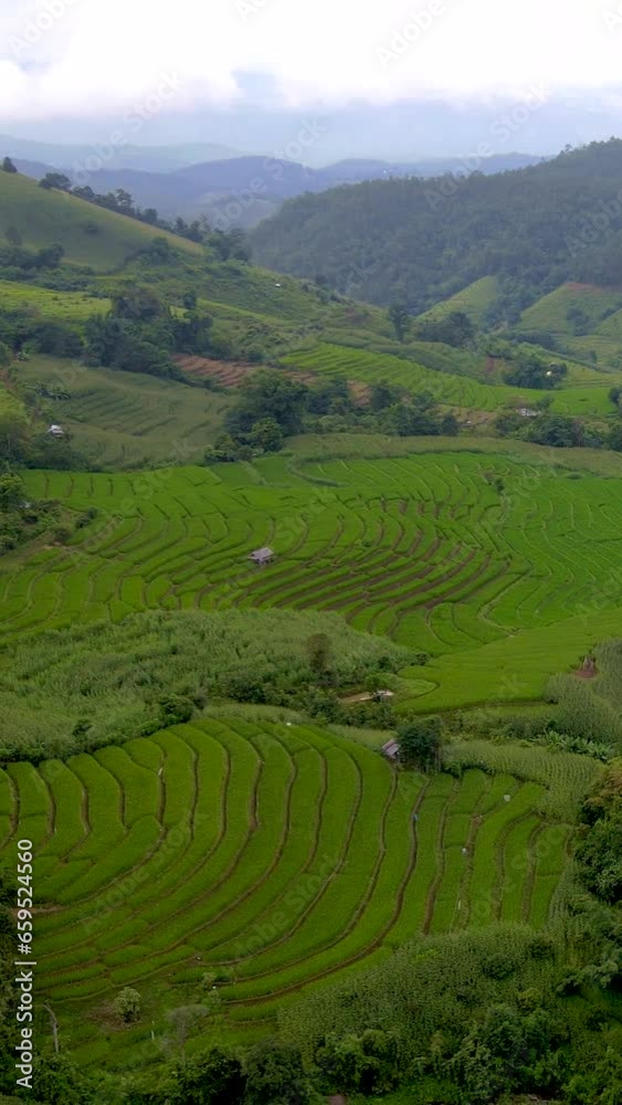 Terraced Rice Field in Chiangmai, Thailand, Pa Pong Piang rice terraces, green rice paddy field in Pa Pong Pieng, Mae Chaem, Chiang Mai, Thailand during rain season