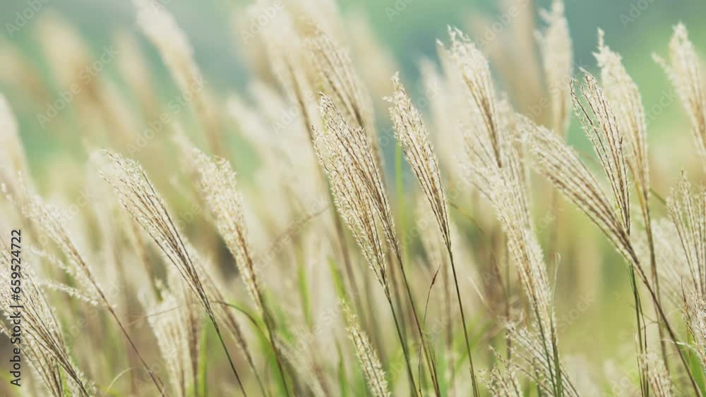 Japanese pampas grass swaying in wind, Autumn or fall Japanese pampas grass swaying in wind, Autumn or fall