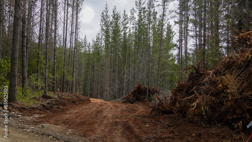 Deforestation 
