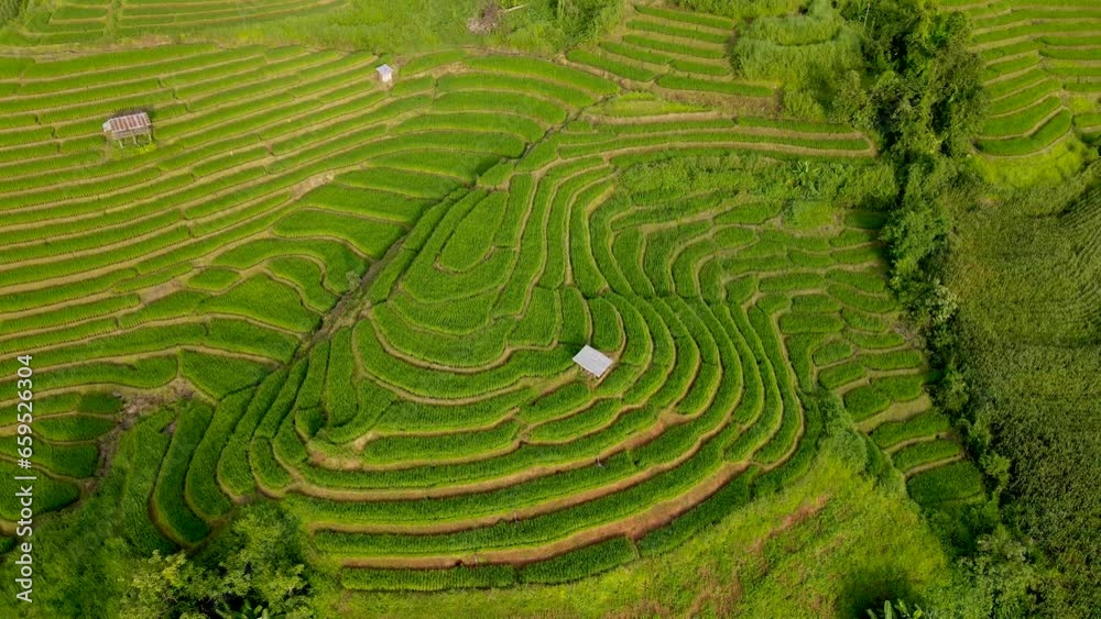 Terraced Rice Field in Chiangmai, Thailand, Pa Pong Piang rice terraces aerial view from a drone Terraced Rice Field in Chiangmai, Thailand, Pa Pong Piang rice terraces aerial view from a drone