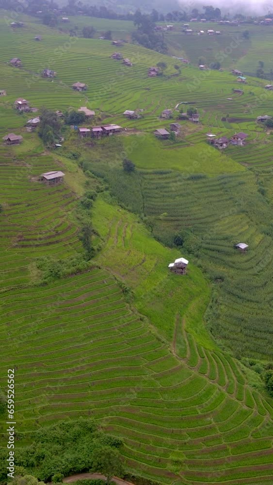 Terraced Rice Field in Chiangmai, Thailand, Pa Pong Piang rice terraces, green rice paddy field in Pa Pong Pieng, Mae Chaem, Chiang Mai, Thailand