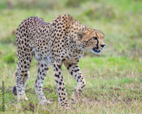 Cheetah, Masai Mara, Kenya © David McGowen