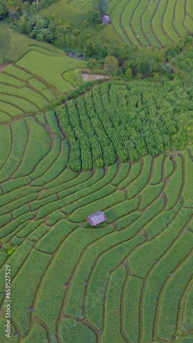 Terraced Rice Field in Chiangmai, Thailand Pa Pong Piang, Chang Khoeng, Mae Chaem District during a foggy sunrise photo