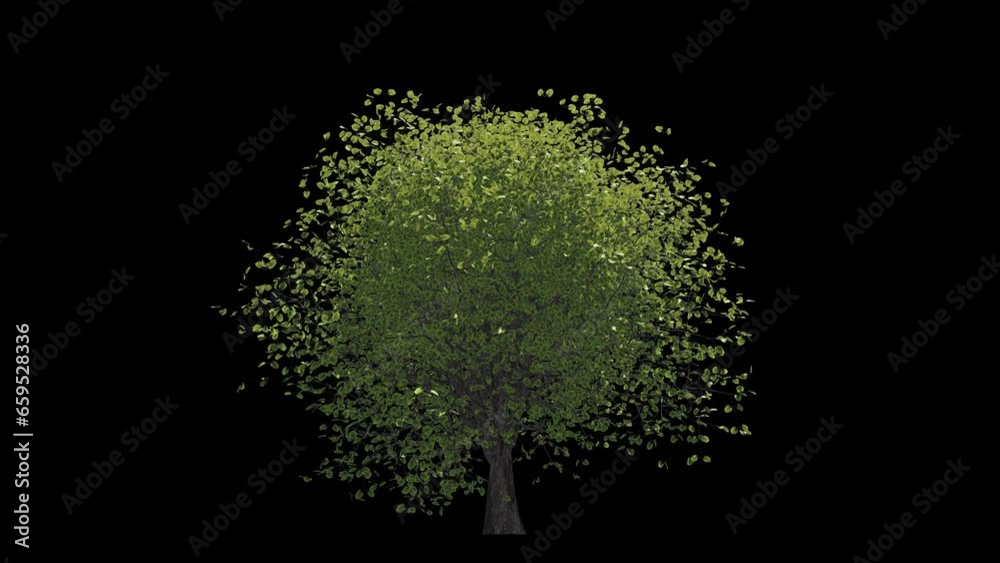 Beautiful growing tree animation with wind. 3D animated realistic tree with alpha channel ( transparent background). HQ motion graphic.
