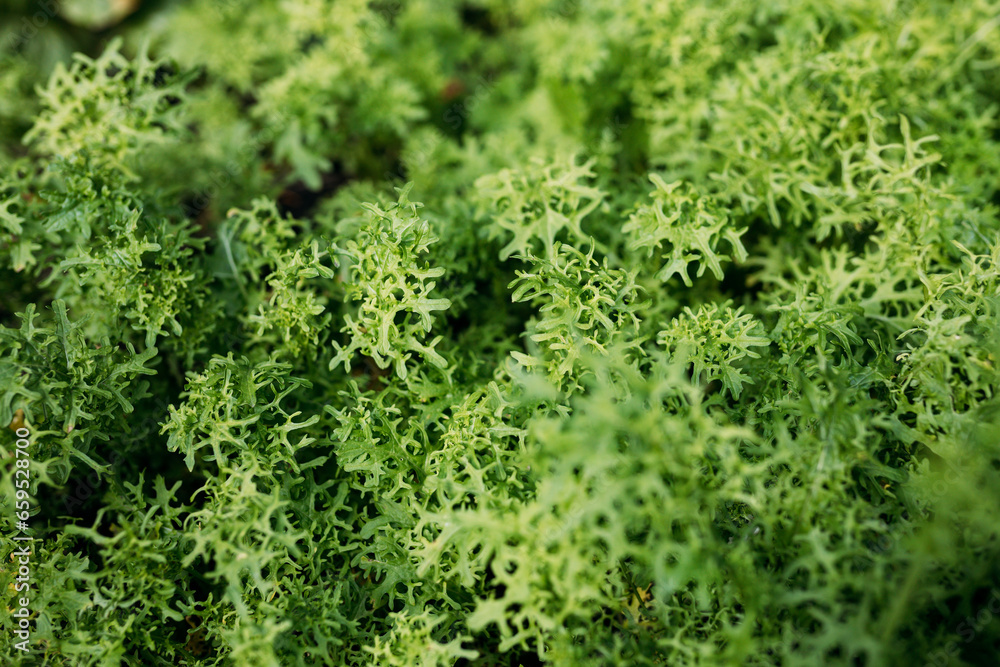 Lettuce in the garden. Green nature background of salad leaves. Vegetable culture, for a vitamin green. High quality photo Lettuce in the garden. Green nature background of salad leaves. Vegetable culture, for a vitamin green. High quality photo