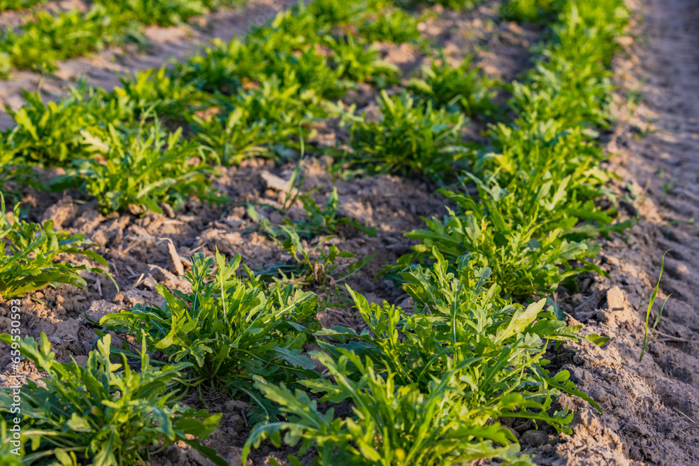 Ein Feld mit Rucola oder Rauke vor der Ernte Ein Feld mit Rucola oder Rauke vor der Ernte