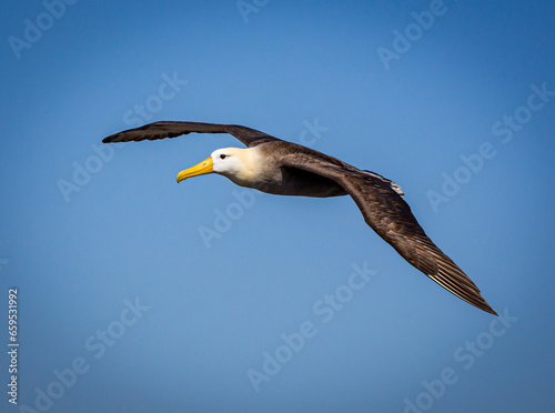Flying Black-browed albatross on Punta Suarez Island
