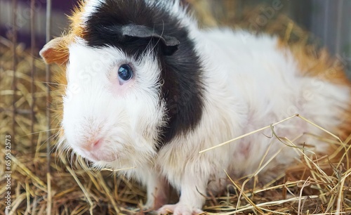 Foto a guinea pig is pictured in this undated photo.
