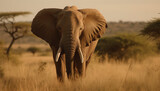 African elephant walking through savannah at sunset generated by AI