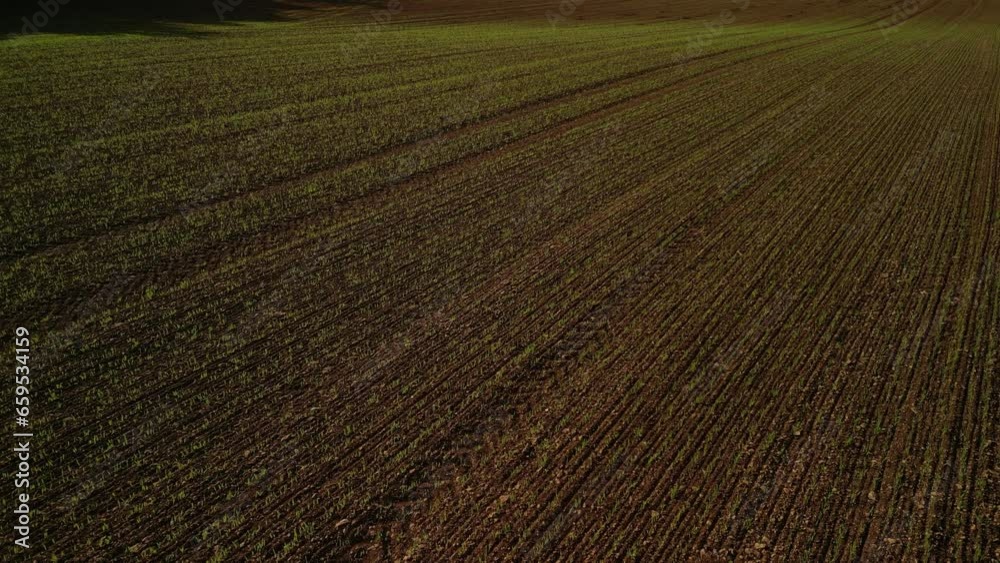 Feld Acker mit junger Saat Feld Acker mit junger Saat
