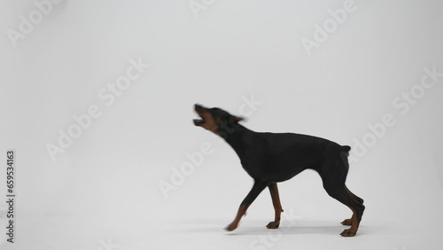 Doberman pinscher in the studio on white background. The dog performs the commands. Pet training