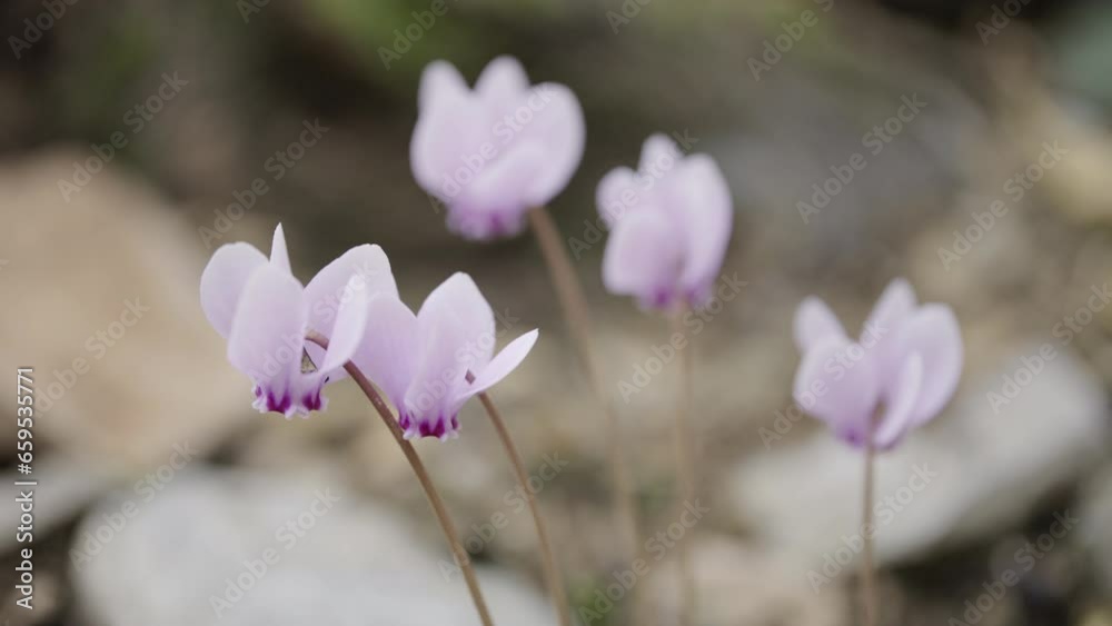 Pink cyclamen flowers autumn season Pink cyclamen flowers autumn season