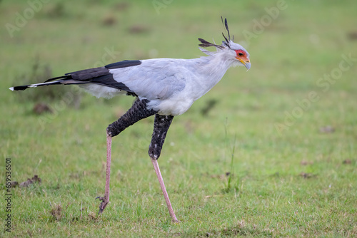 Secretary Bird, Masai Mara, Kenya