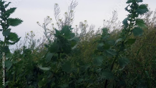 Heavily polluted organic soils. Manured fallow earth, fertilized meadow. Cruciferous and nettle. Burning nettle (Urtica urens) in front. Northern Black Sea region photo