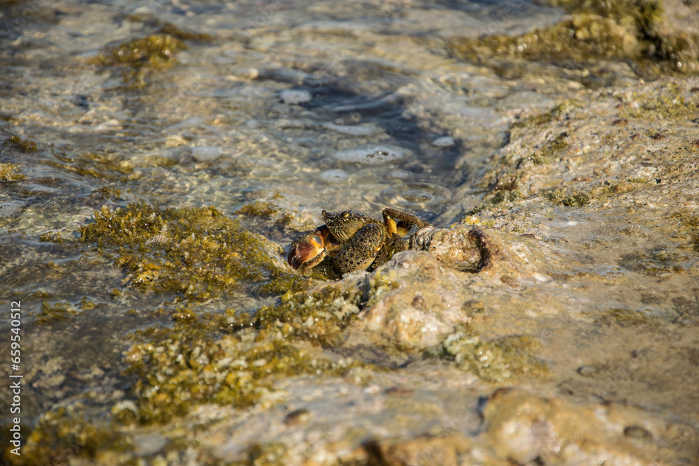 Eine schöne Nahaufnahme einer Krabbe / Krebs / Garnele an der Küste in Heraklion, Kreta. Eine schöne Nahaufnahme einer Krabbe / Krebs / Garnele an der Küste in Heraklion, Kreta.