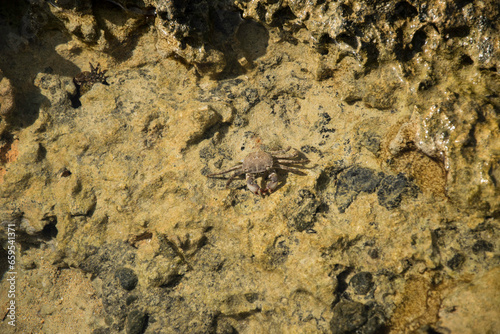 Eine schöne Nahaufnahme einer Krabbe / Krebs / Garnele an der Küste in Heraklion, Kreta.