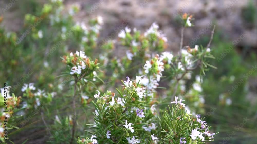 Slow motion. Closeup, flowered wild rosemary. Slow motion. Closeup, flowered wild rosemary.