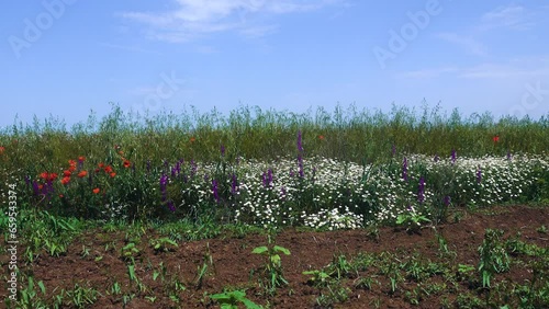 The weeds of the oat field are poppies, daisies and delphinium. But what a beautiful border made up of these wild flowers photo