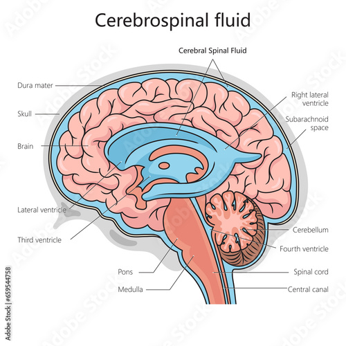 Cerebrospinal fluid structure diagram schematic raster illustration. Medical science educational illustration photo