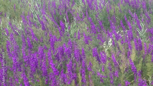Blue wild field. Secondary steppe on the Kerch peninsula, Crimea overgrown with forking larkspur (Delphinium consolida) photo