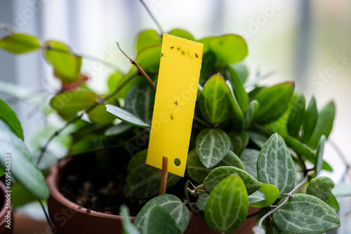 Fungus gnats stuck on yellow sticky trap closeup. Non-toxic flypaper for Sciaridae insect pests around Dischidia ovata houseplant at home garden. Eco plant pest control indoor.  photo