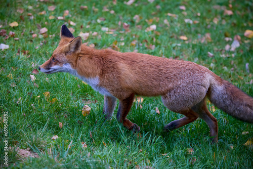 Portrait of a fox in nature on an autumn day.
