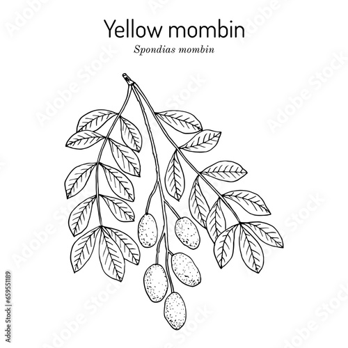 Yellow mombin or hog plum (Spondias mombin), edible and medicinal plant. photo