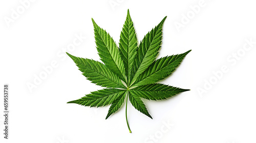 Cannabis leaf isolated on a white background. Medical marijuana concept.