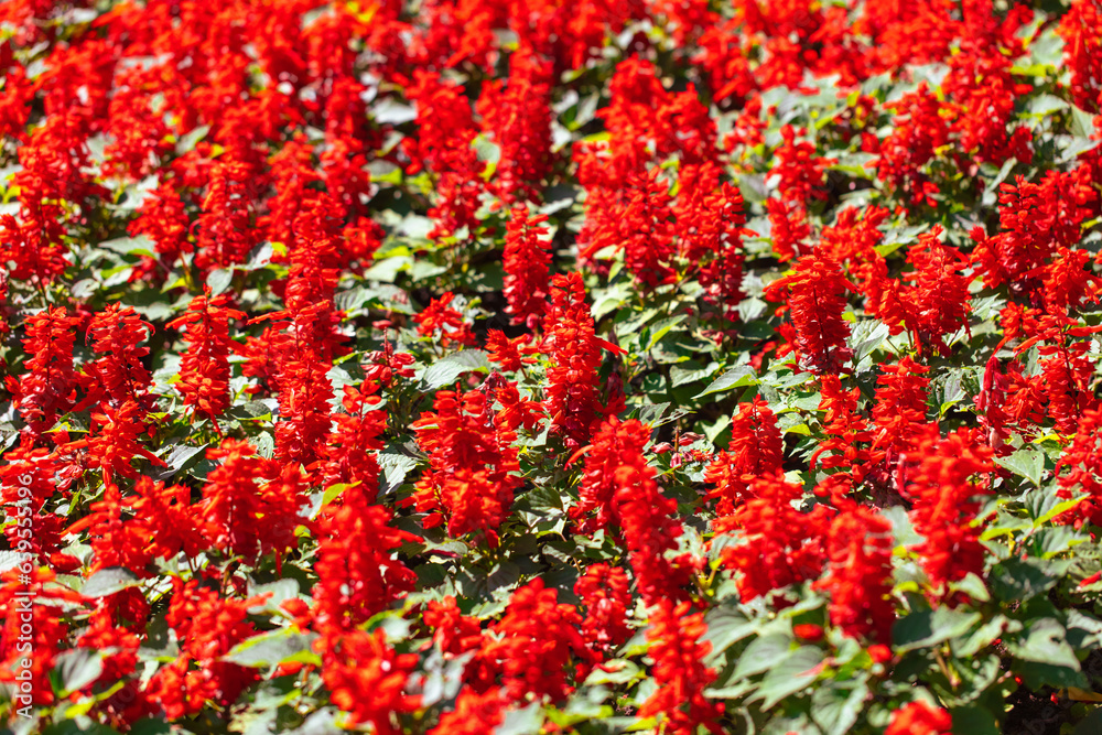 Red flowers in the park as a background