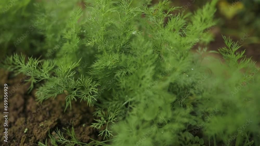 Organically grown dill in the soil. Organic farming in rural area. High quality FullHD footage Organically grown dill in the soil. Organic farming in rural area. High quality FullHD footage