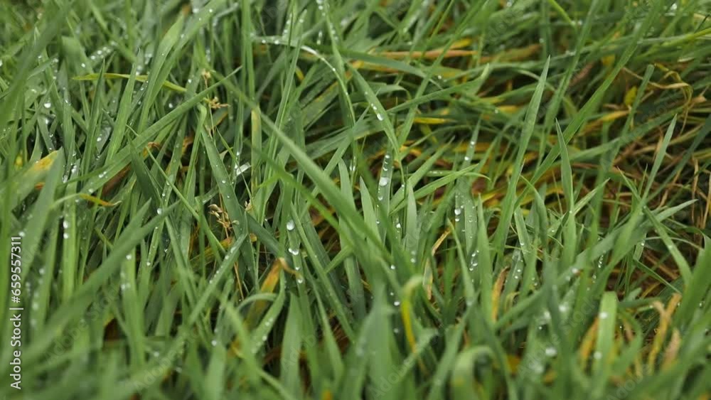 Closeup of fresh morning water dew drops on vibrant green grass . High quality FullHD footage Closeup of fresh morning water dew drops on vibrant green grass . High quality FullHD footage