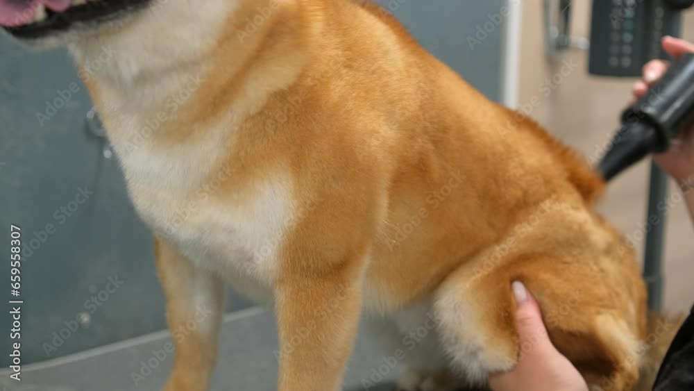 Dog grooming salon. A female groomer bathes a shiba inu dog with. 4K Dog grooming salon. A female groomer bathes a shiba inu dog with. 4K