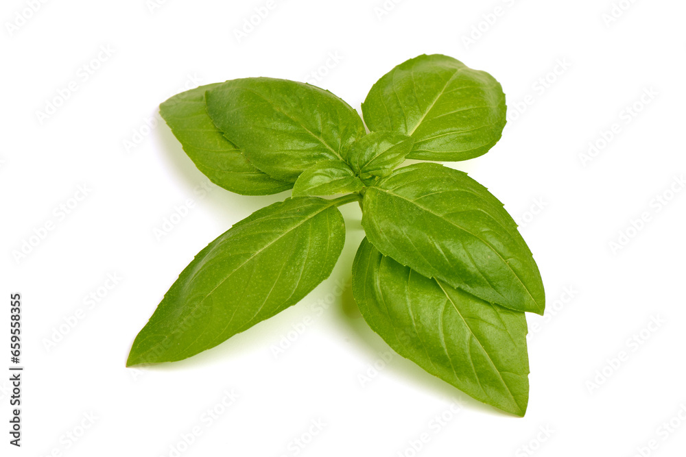 Sweet Basil leaves, fresh condiments, isolated on white background. - obrazy, fototapety, plakaty 