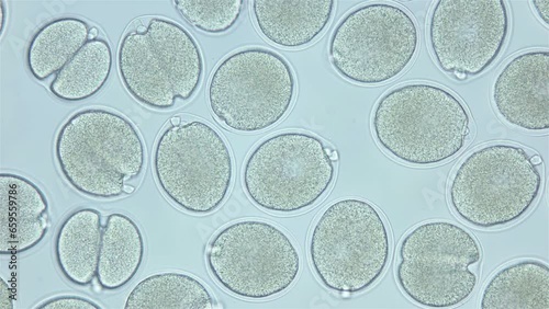 Fertilized egg of worm Ophelia limacina under microscope. Stage is one-celled and two-celled, polar bodies and germinal vesicle are visible. White Sea photo