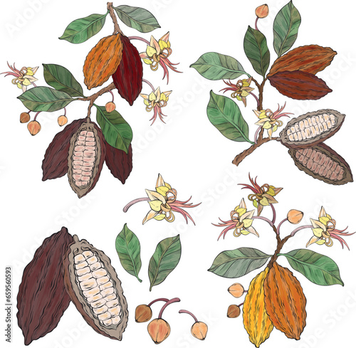Set of cocoa leaves, flowers and fruits