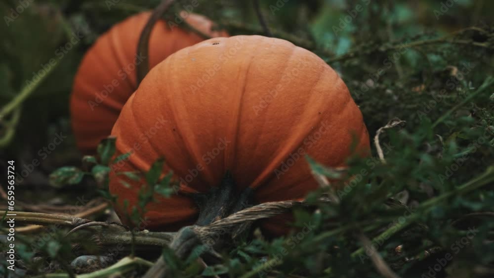 Large pumpkin in a field, pumpkin patch, halloween October spooky decoration Large pumpkin in a field, pumpkin patch, halloween October spooky decoration