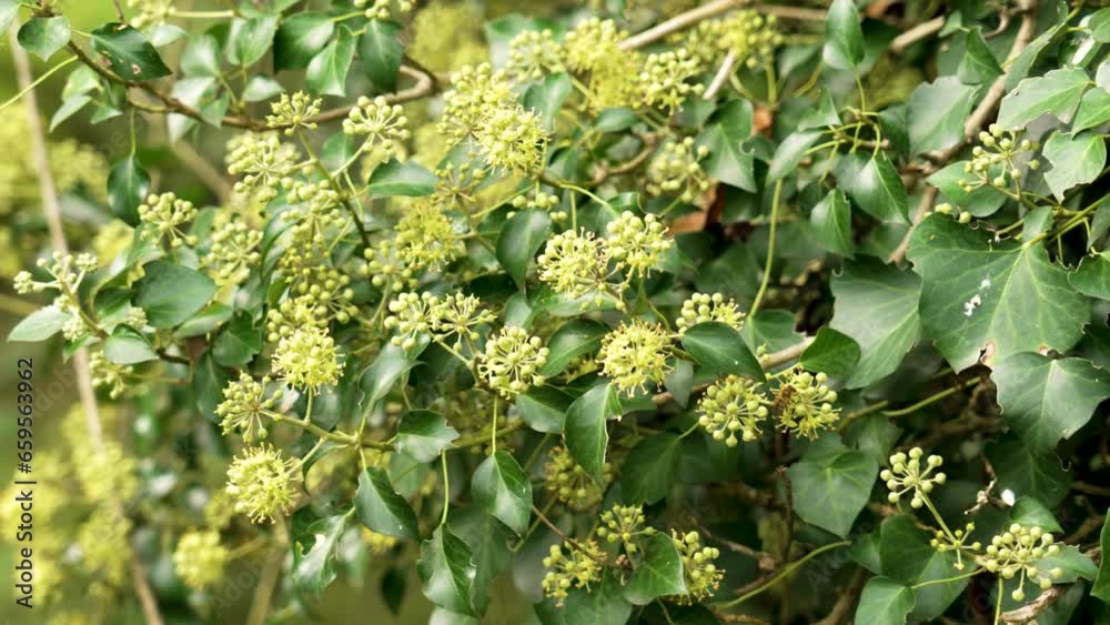 Hedera helix, Blooming common ivy plant with green flowers close up Hedera helix, Blooming common ivy plant with green flowers close up
