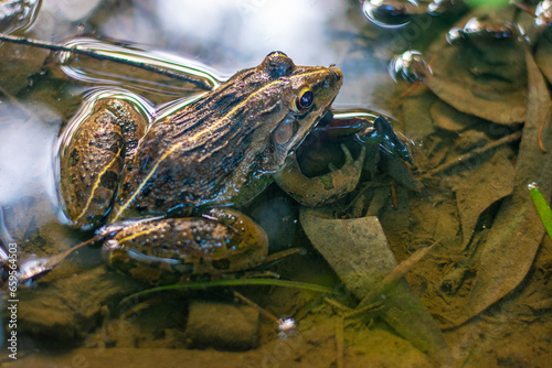 Photography Frog on water