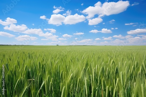 rows of wheat on a sunny day in a field