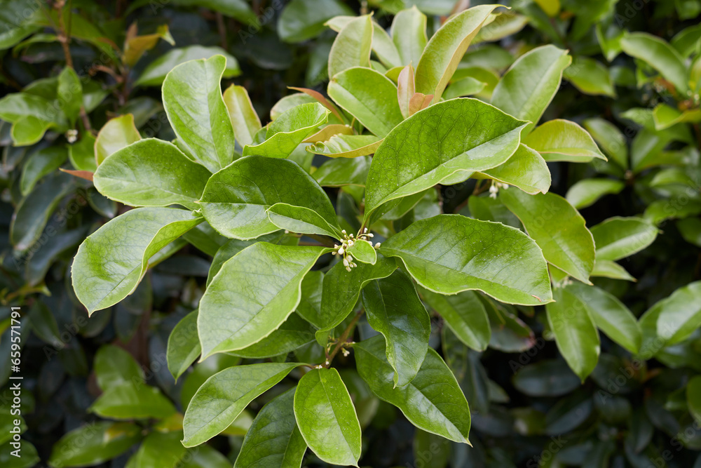 Osmanthus fragrans in bloom Osmanthus fragrans in bloom