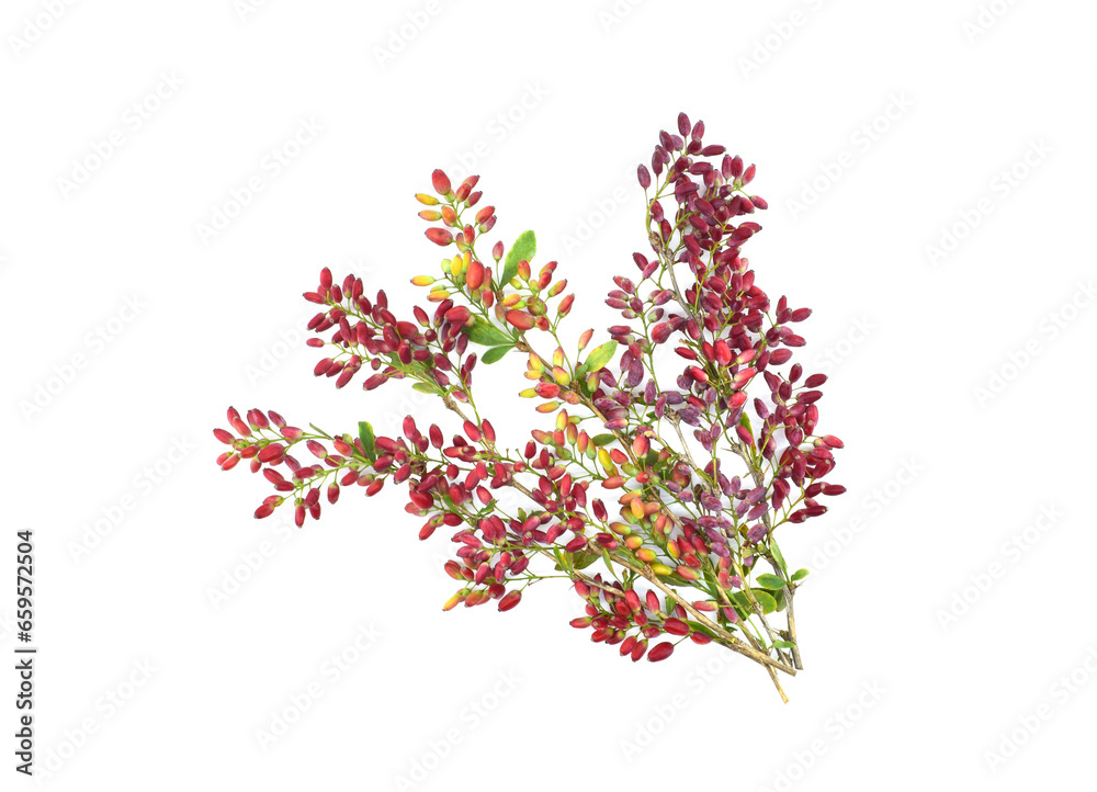 Branches of barberry isolated on white background. Autumn time. Branches of barberry isolated on white background. Autumn time.