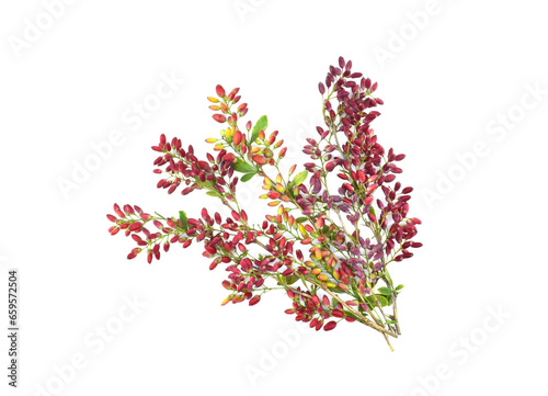 Branches of barberry isolated on white background. Autumn time.